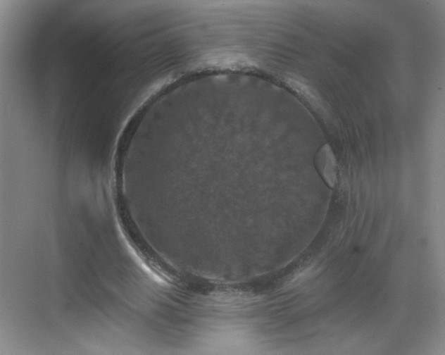 X0000069810630200605221205