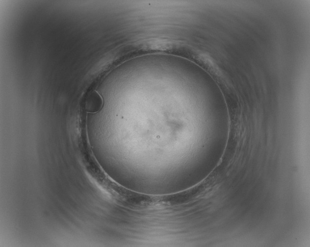 X0000069810683200605221205