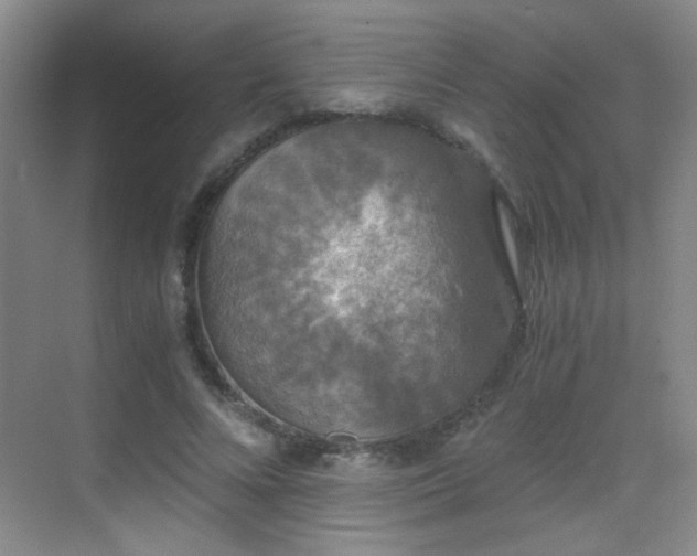 X0000069810688200605221205