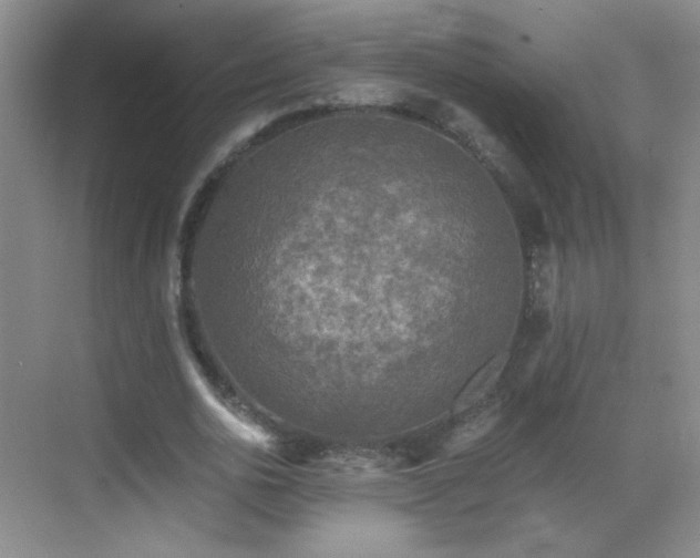 X0000069810726200605221203