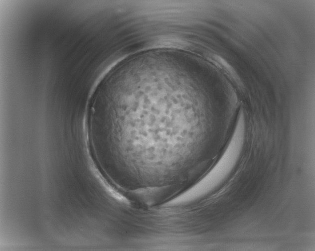 X0000069810796200605221203