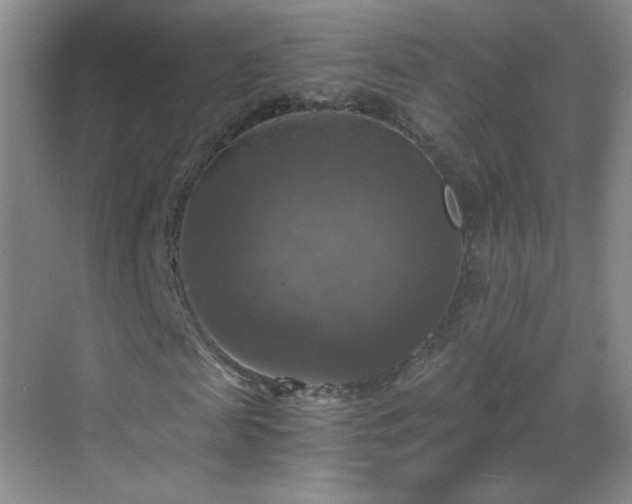 X0000069810817200605221202