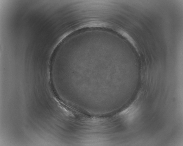 X0000069810829200605221202