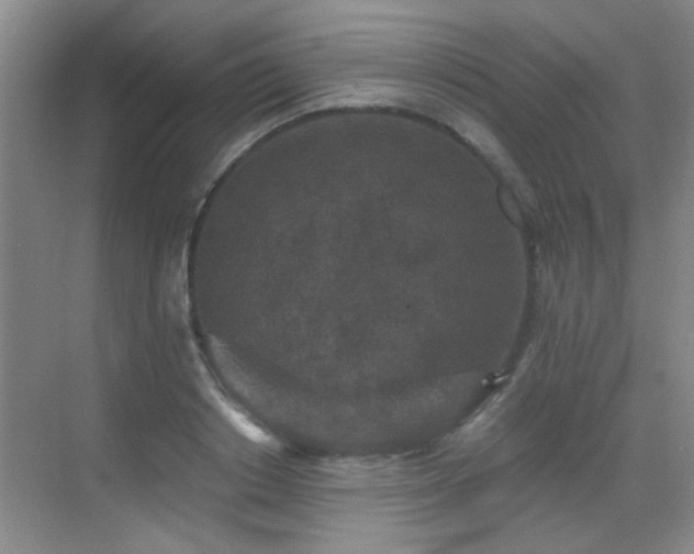 X0000069810842200605221202