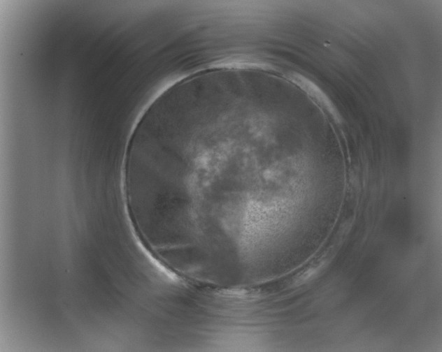 X0000069810855200605221202