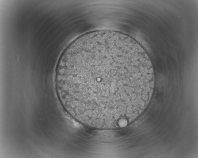 X0000069810856200605221202