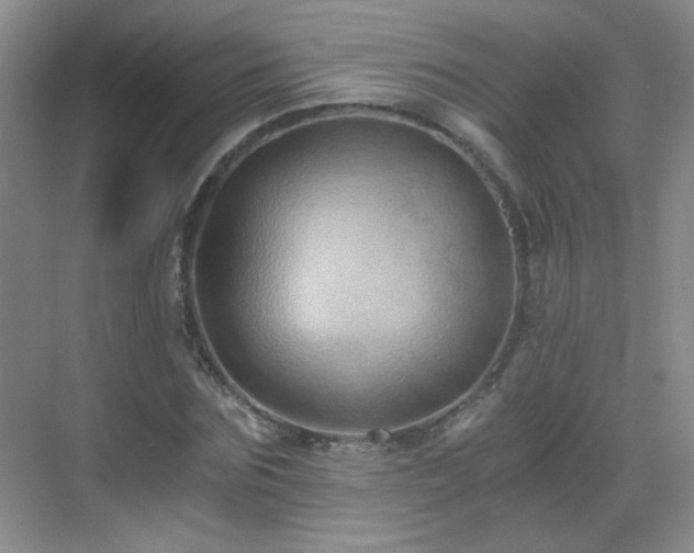 X0000069810875200605221201