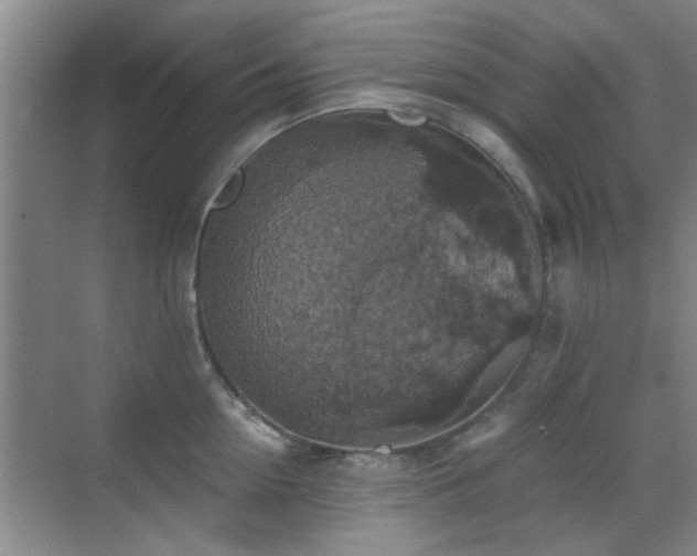 X0000069810954200605221201