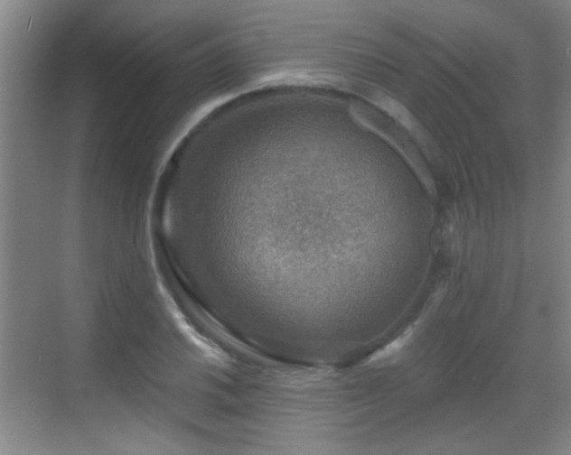 X0000069811030200605221159