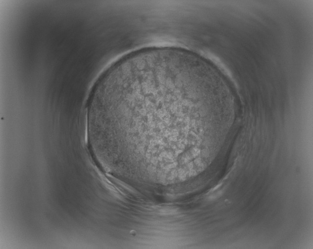 X0000069811175200605221156