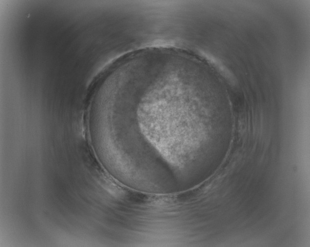 X0000069811262200605221155