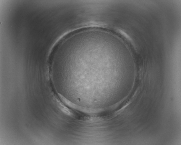 X0000069811310200605221154