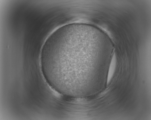 X0000069811375200605221153