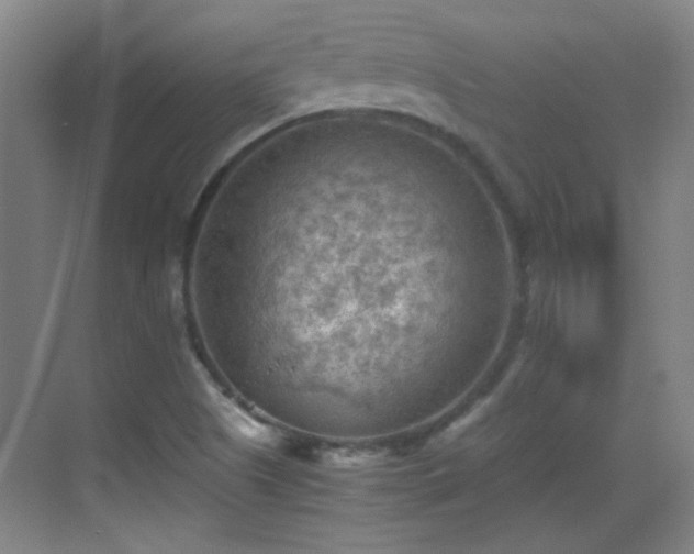 X0000069811505200605221150