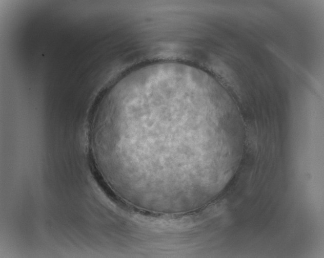 X0000069810016200605261800