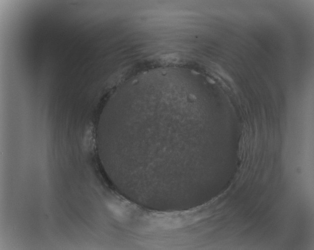 X0000069810029200605261800