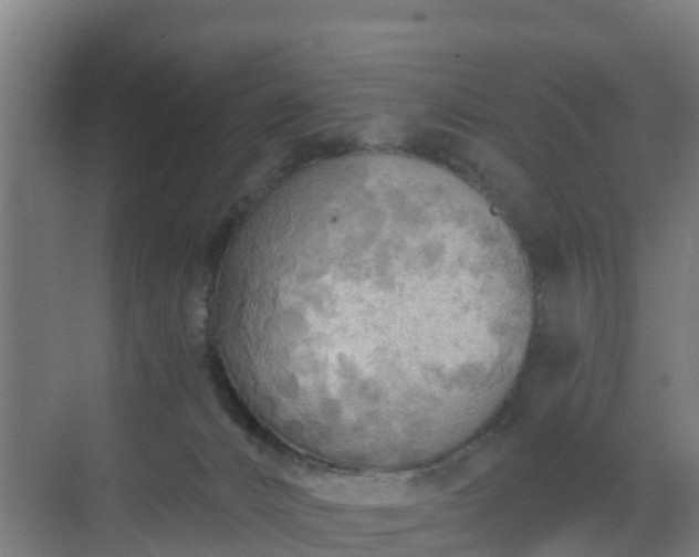 X0000069810032200605261800