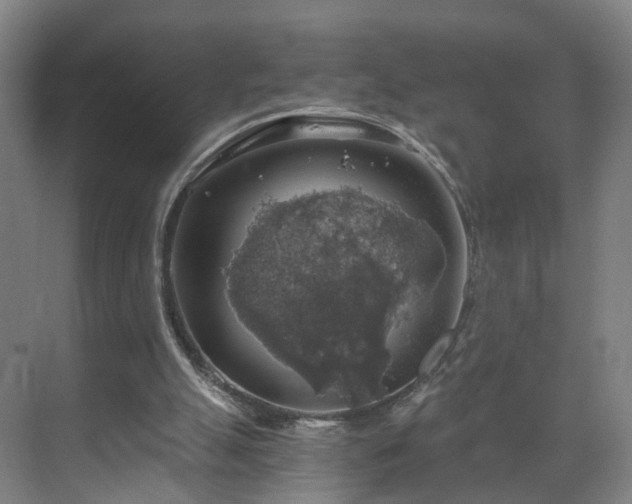 X0000069810055200605261759