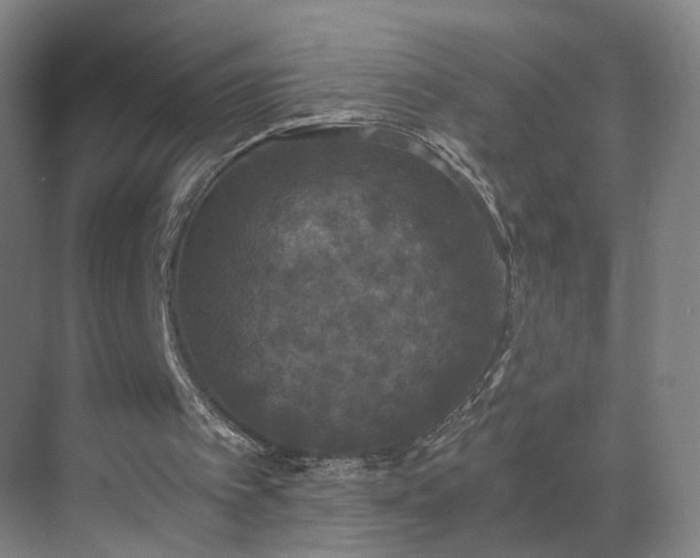 X0000069810097200605261759