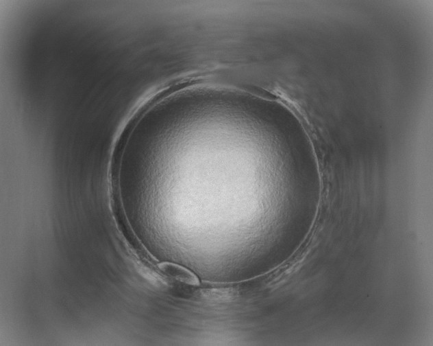 X0000069810102200605261759