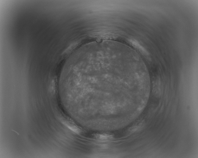 X0000069810165200605261757