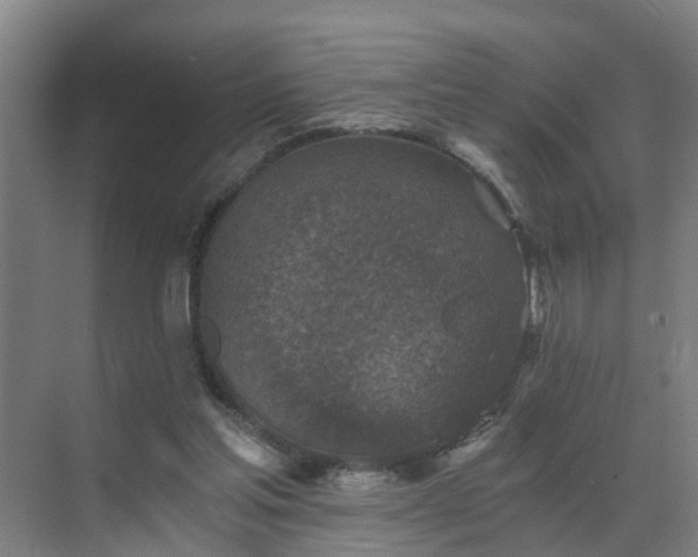 X0000069810205200605261757