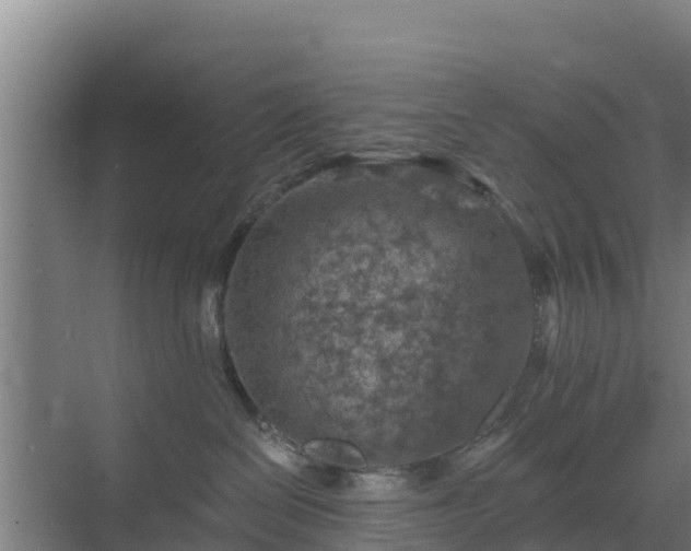 X0000069810286200605261756