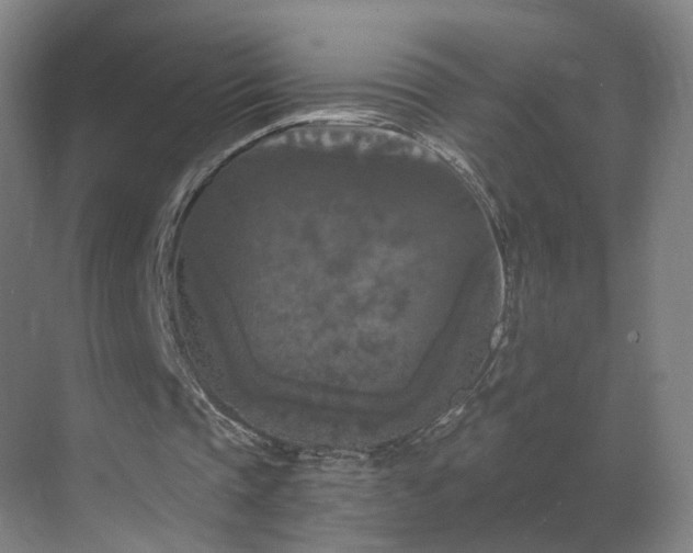 X0000069810337200605261754