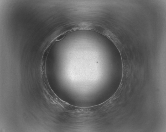 X0000069810338200605261754