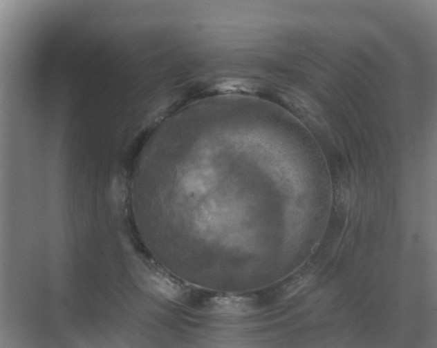 X0000069810367200605261754