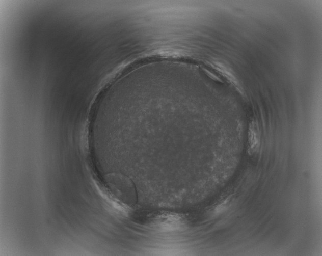 X0000069810492200605261752