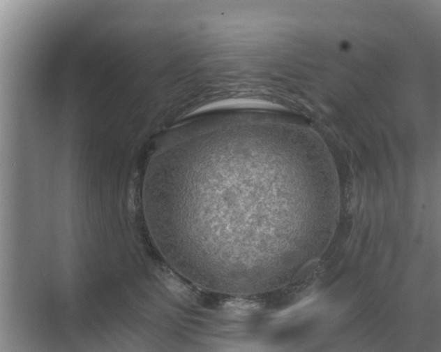 X0000069810515200605261752