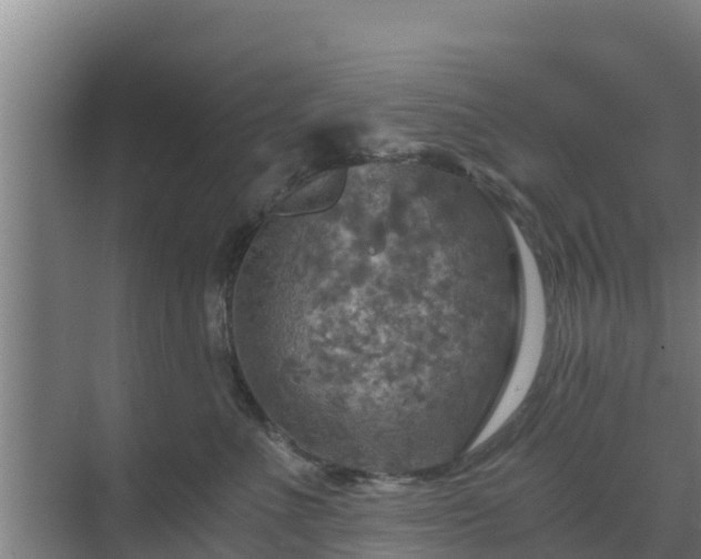 X0000069810523200605261752