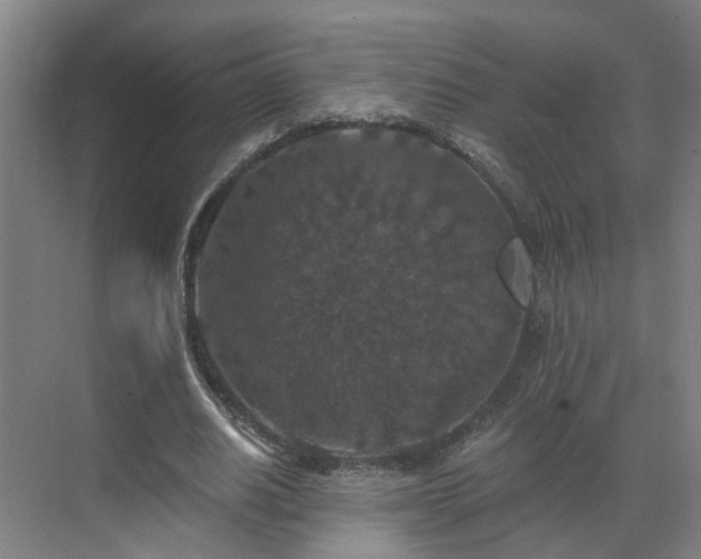 X0000069810630200605261749