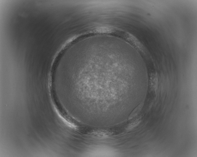 X0000069810726200605261748