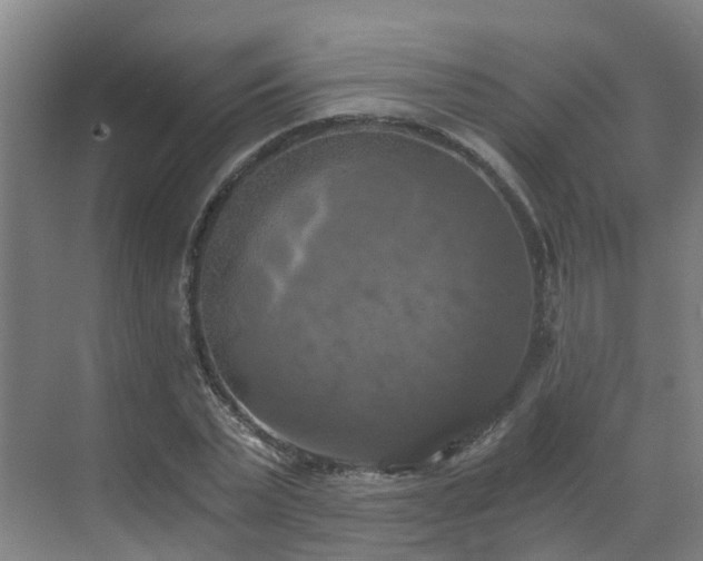 X0000069810783200605261747