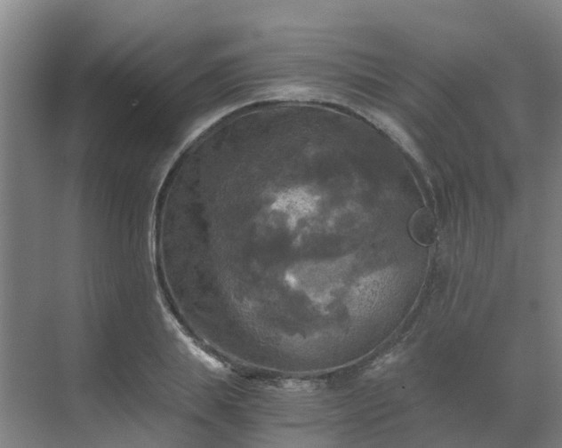 X0000069810839200605261746