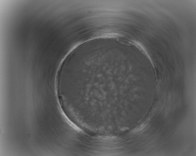 X0000069810851200605261746