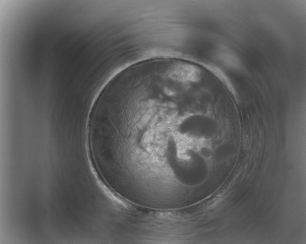 X0000069810903200605261745