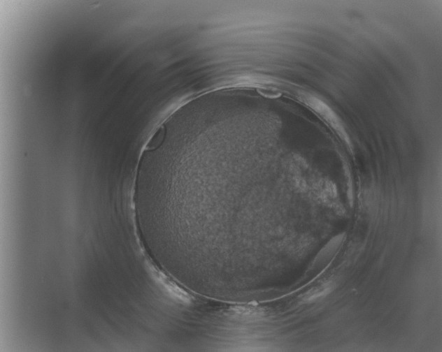 X0000069810954200605261745