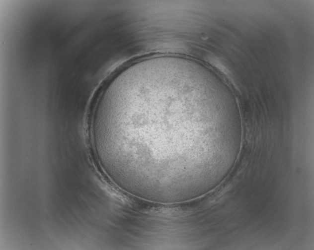 X0000069811074200605261742