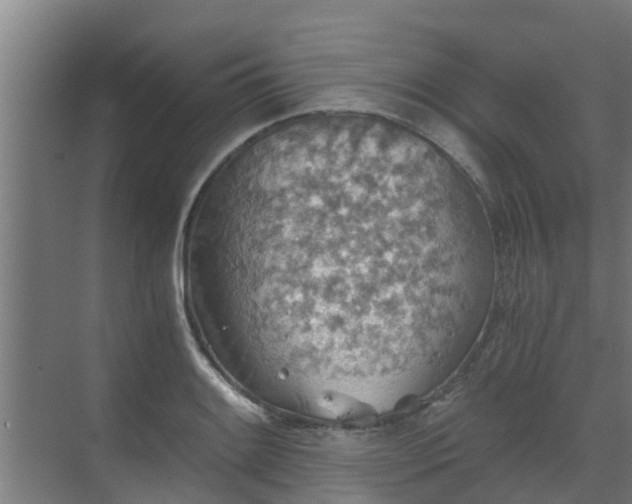 X0000069811084200605261742