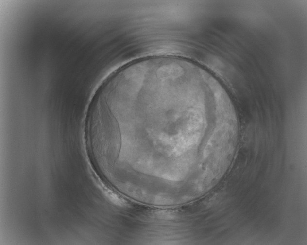 X0000069811086200605261742