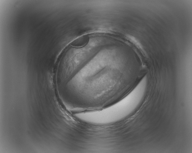 X0000069811260200605261739