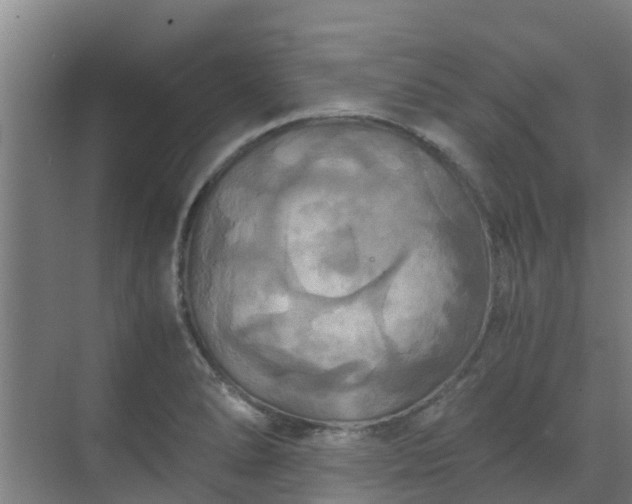 X0000069811278200605261739