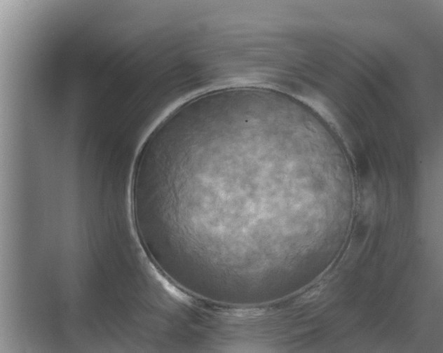 X0000069811294200605261739