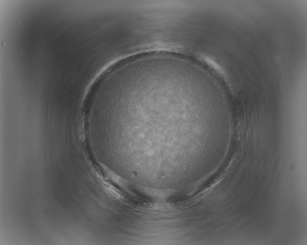 X0000069811310200605261738