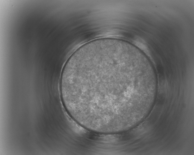 X0000069811338200605261739