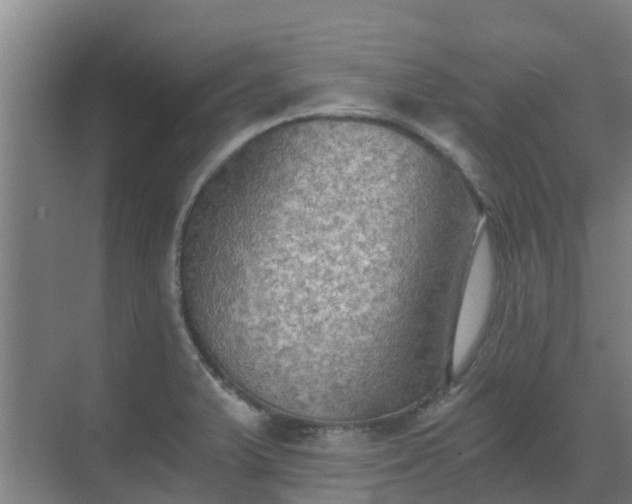 X0000069811375200605261737