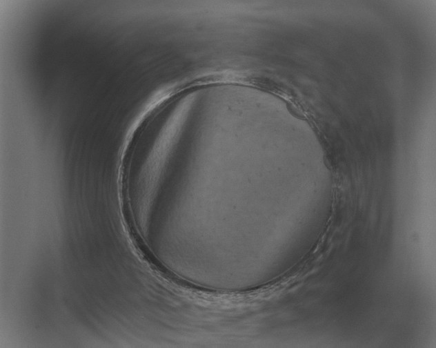 X0000069810006200606021517